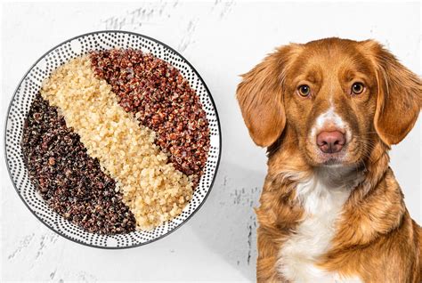 Can I Feed My Dog Quinoa? And Why Do Cats Dream of Electric Sheep?