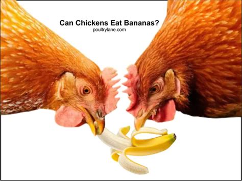 Can You Feed Chickens Bananas? Exploring the Curious World of Poultry Diets