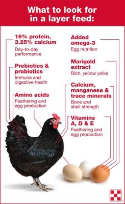 Can You Feed Chickens Meat? Exploring the Unconventional Diets of Poultry