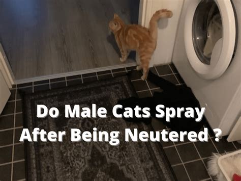 Do Boy Cats Spray After Being Fixed? And Why Do They Still Act Like They Own the Place?