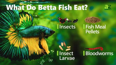 How Often Do I Feed Betta Fish: A Dive into the World of Aquatic Nutrition