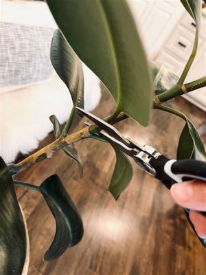 How to Propagate a Rubber Plant: A Guide to Growing Your Indoor Jungle