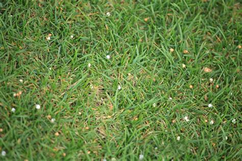 How to Spread Lawn Fertilizer: A Comprehensive Guide to Achieving a Lush Green Lawn