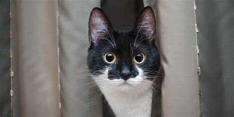 Is Glass Naturally Occurring? And Why Do Cats Stare at It?