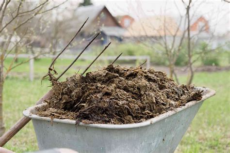 Is Horse Manure Good Fertilizer? Exploring the Unlikely Connection Between Compost and Cosmic Energy