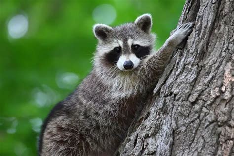 What Can You Feed Raccoons: Exploring the Culinary Adventures of Urban Bandits