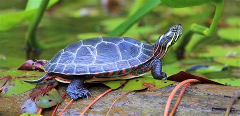 What to Feed a Painted Turtle: A Dive into the Culinary World of Aquatic Reptiles and the Mysteries of Their Dietary Preferences