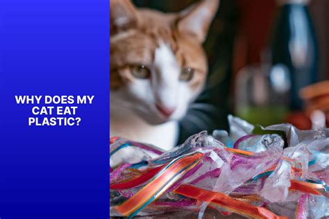 Why Do Cats Eat Plastic: A Curious Exploration into Feline Behavior and Beyond